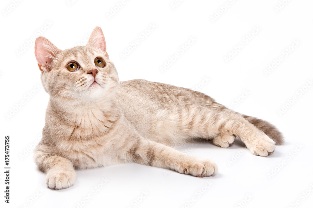 British cat kitten (isolated on white)