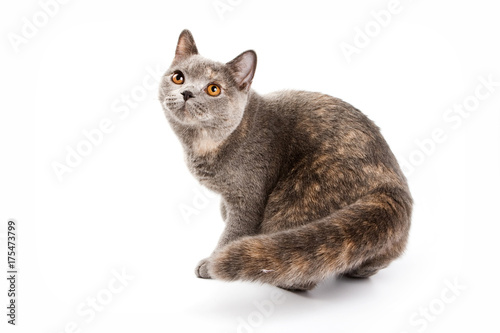 British cat kitten (isolated on white)