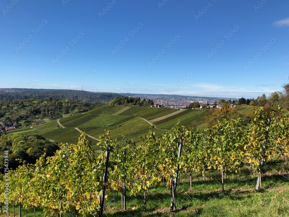 Naklejka premium Grapevine