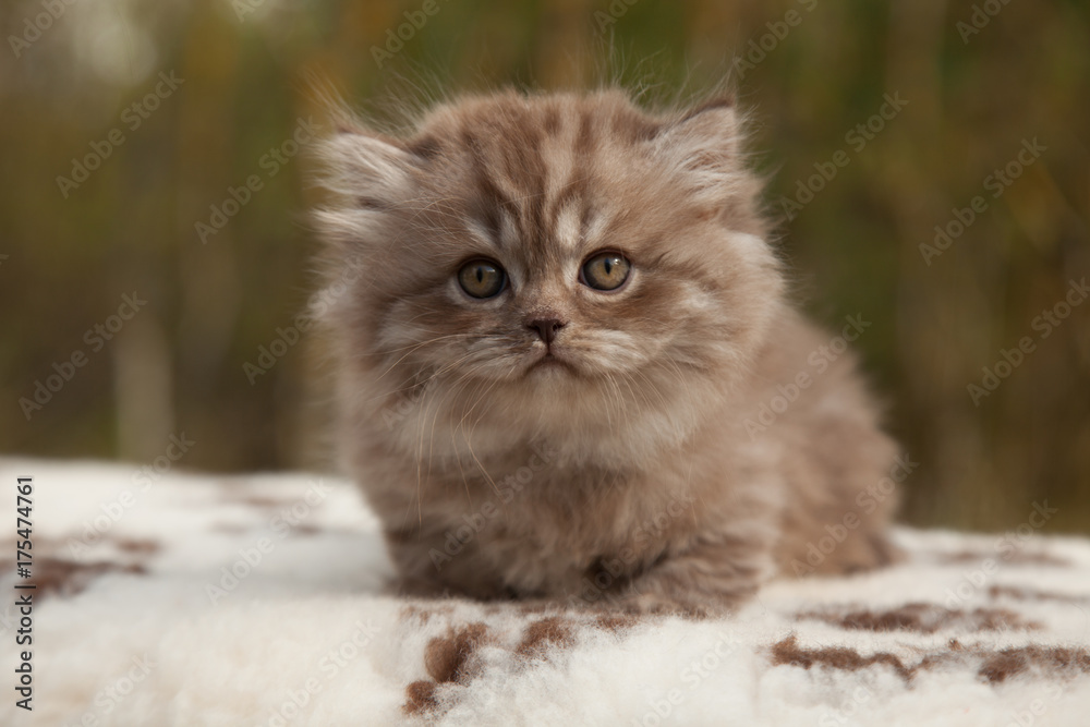 British longhair chocolate on sale