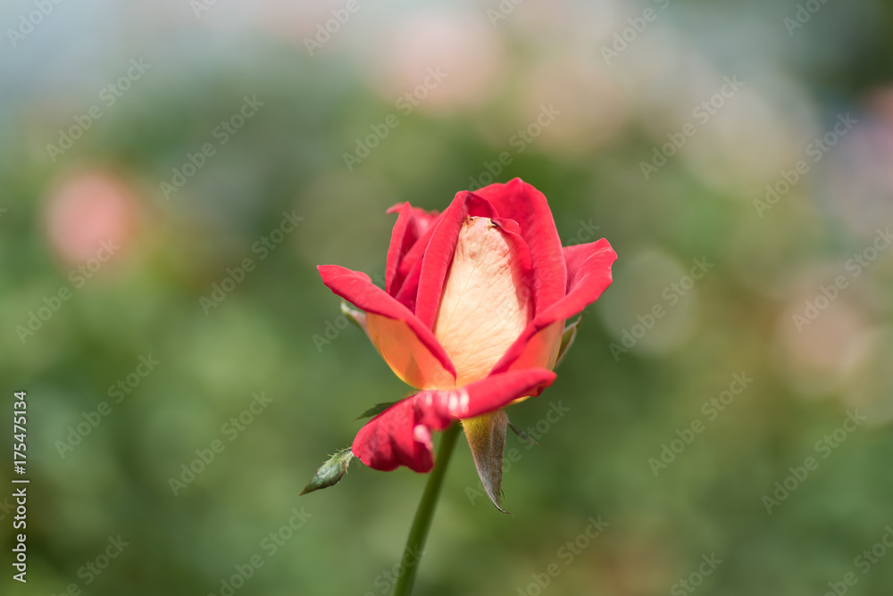 Red rose flower blossom in a garden,decoration flower