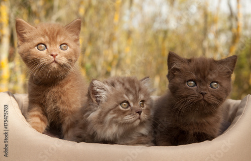 Three kitten's cinnamon, chocolate and shocolate smoke color, 1,5 months old, outdoor