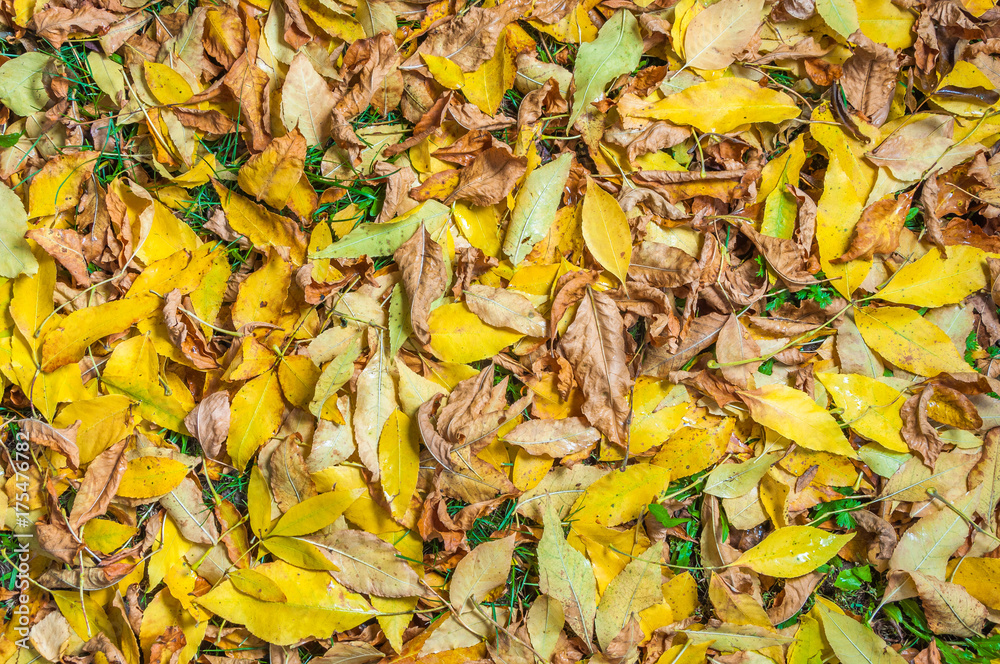 Wet autumn leaves on the grass Wet autumn leaves on the grass