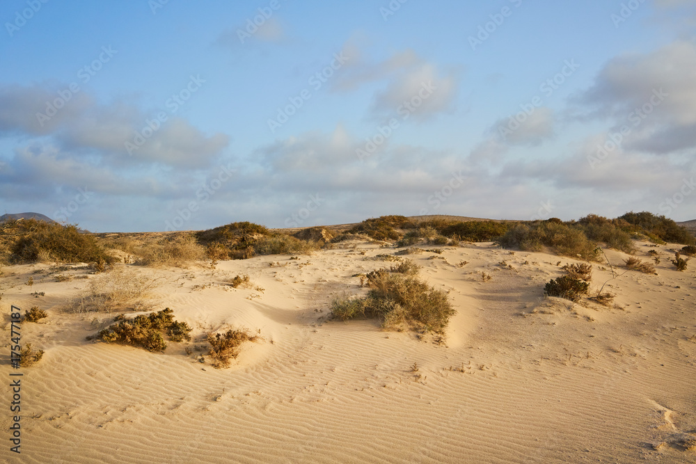 Typical landscape of Fuerteventura island