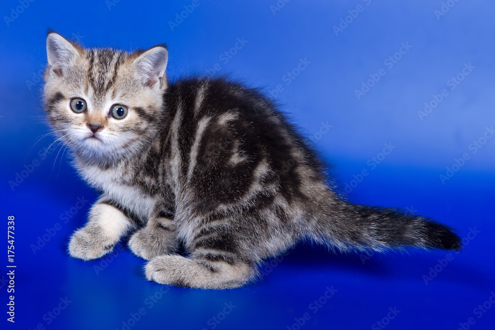 British kitten cat on a blue background