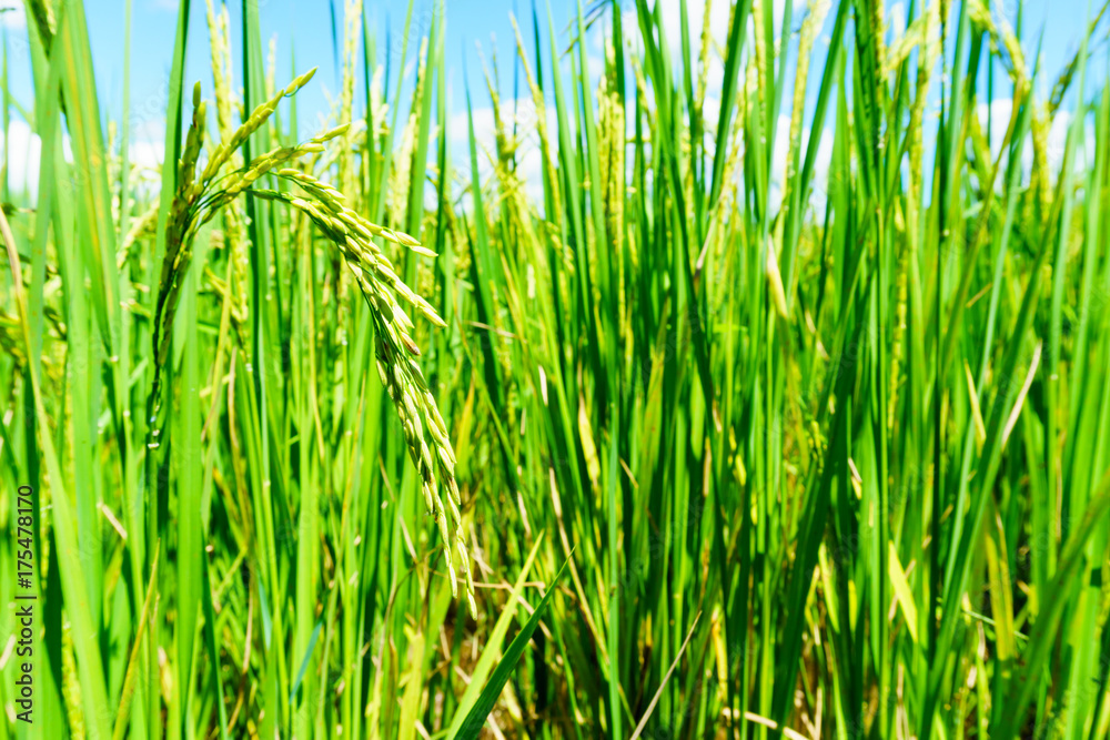 Obraz premium close up of organic rice produce grain in the rural rice paddy fields at countryside of north region of thailand in rainy season. organic agriculture or organic food concept.