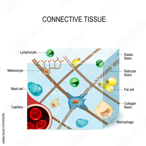 connective tissue photo