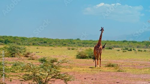 Smooth, sweeping cinematic camera shot of an adult male giraffe on a bright, hot, sunny day in picturesque, colorful  plains of African savanna of Lake Manyara national park in Tanzania, Africa.