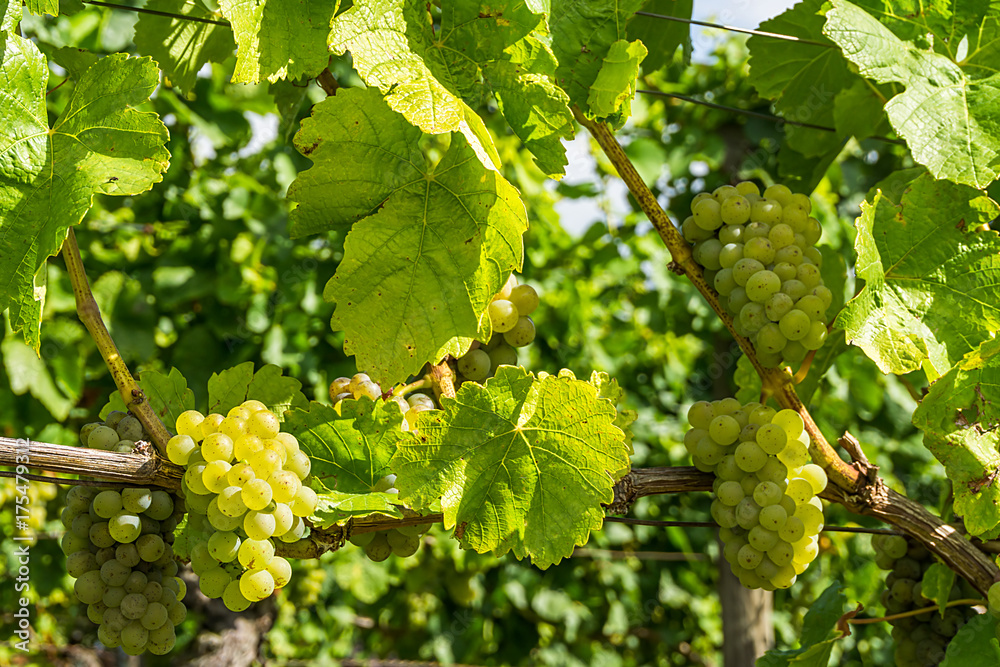 Weinberg Weinberg