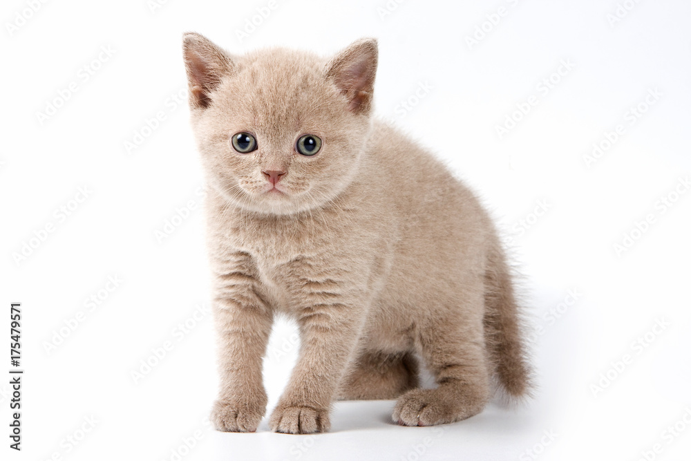 Fluffy kitten British cat (isolated on white)