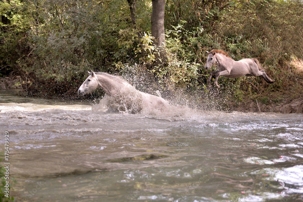 Fototapeta premium poulain 