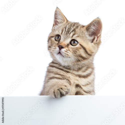 Pretty cat kitten peeking out of a blank sign, isolated on white background © Oksana Kuzmina