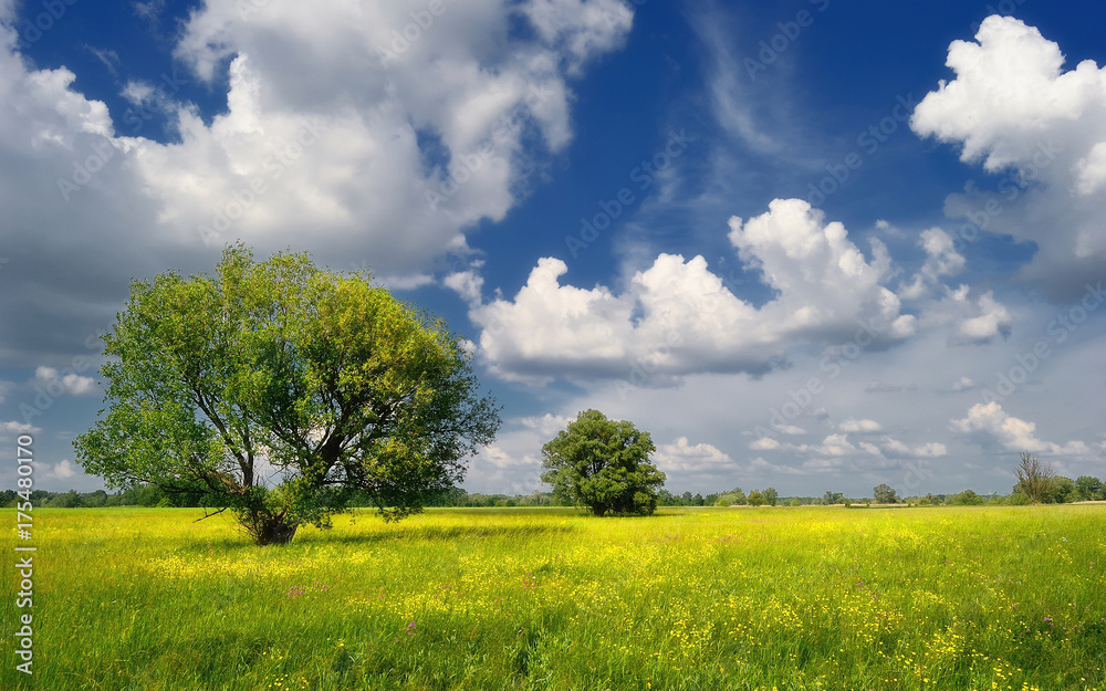 Meadow with trees and clouds in the summer, Hungary Meadow with trees and clouds in the summer, Hungary
