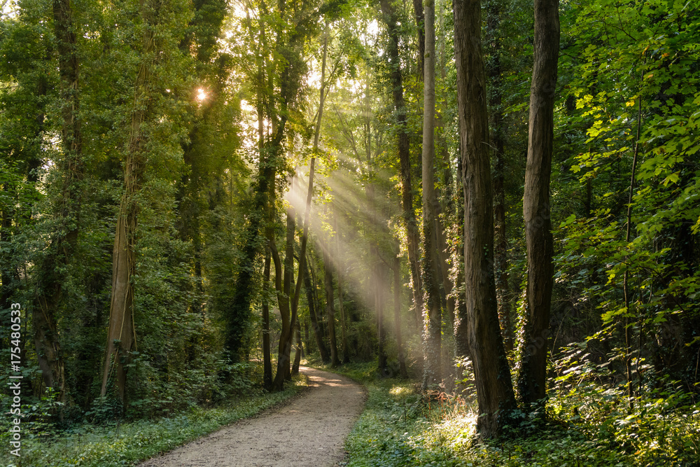 Morning sun rays bursting through the foliage of the woods. Morning sun rays bursting through the foliage of the woods.