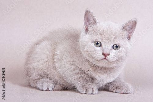 Fluffy kitty British cat on a gray background