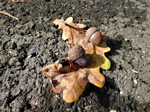 The acorns with colorful leaf on the road