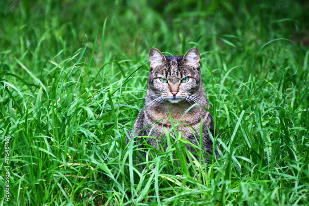 The cat in the green grass.