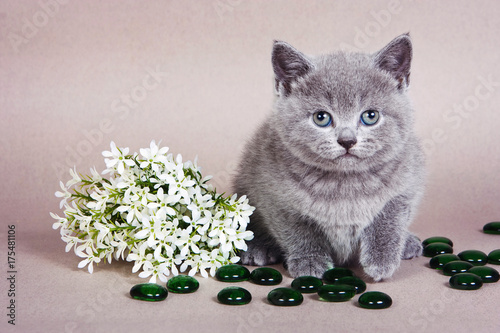 Fluffy kitten of a British cat and white flowers on a gray background