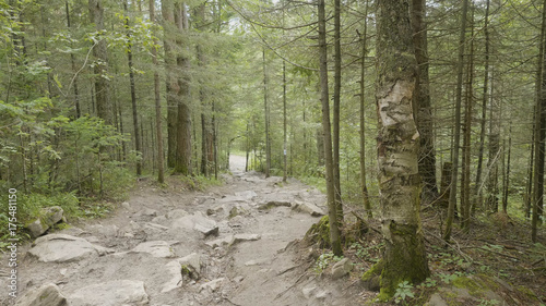 Mountain road and the forest. Rocky road in the woods photo