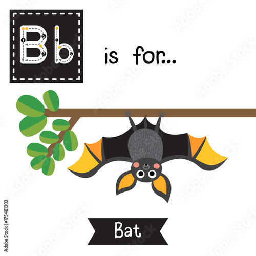 Cute children ABC alphabet B letter tracing flashcard of Bat roosting branch for kids learning English vocabulary in Happy Halloween Day theme.