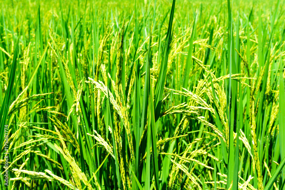 close up of organic rice produce grain in the rural rice paddy fields at countryside of north region of thailand in rainy season. organic agriculture or organic food concept. close up of organic rice produce grain in the rural rice paddy fields at countryside of north region of thailand in rainy season. organic agriculture or organic food concept.