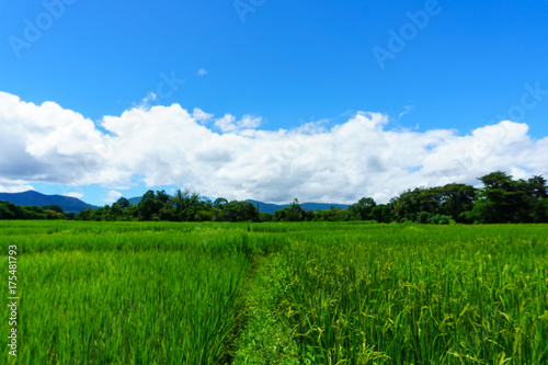 panorama landscape of rural organic rice paddy field with blue sky and cloud and tree background at countryside of north part of thailand. lampang province. agriculture  organic food concept.