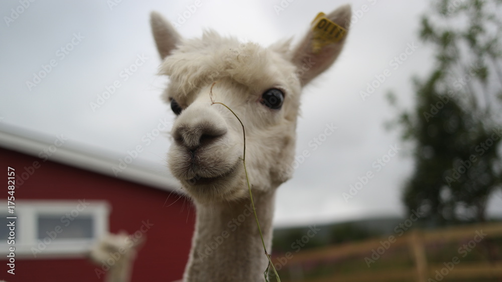 Obraz premium A close up portrait of white alpaca