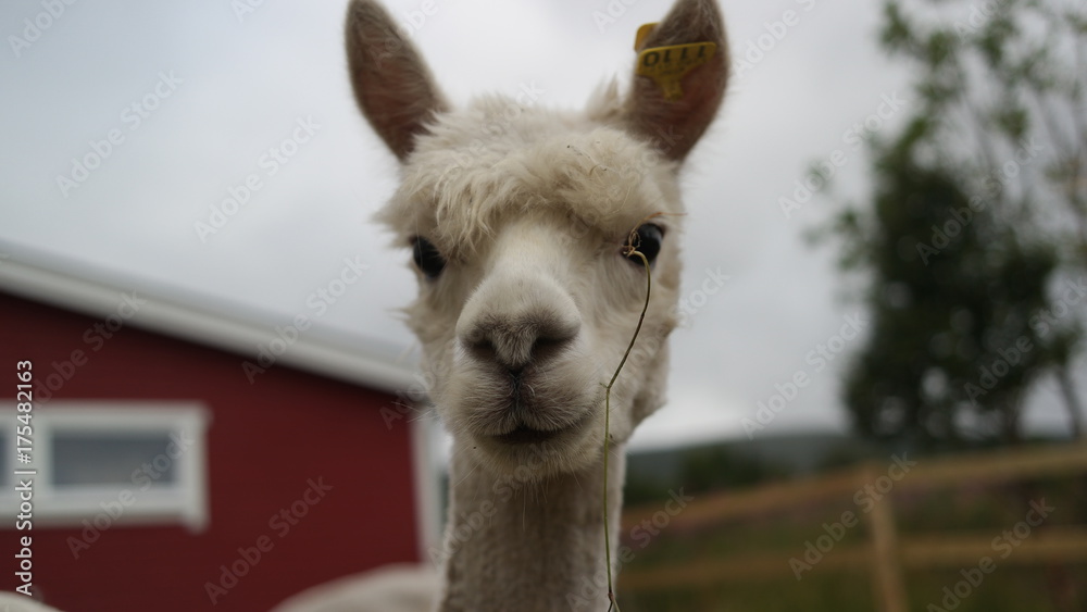 A face of cute white and hairy alpaca