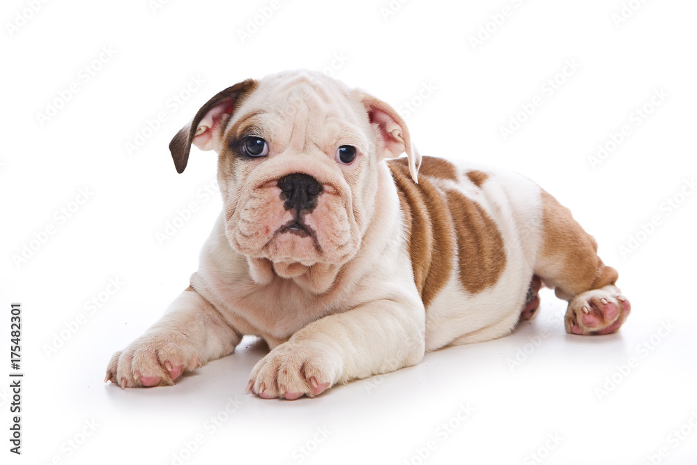 Cute english bulldog puppy (isolated on white)