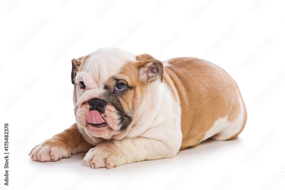 Cute english bulldog puppy yawns and lickens (isolated on white)