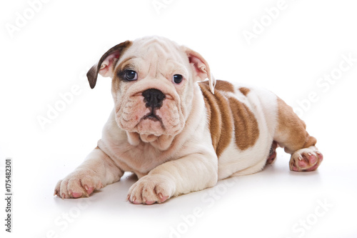 Cute english bulldog puppy (isolated on white) © Dixi_