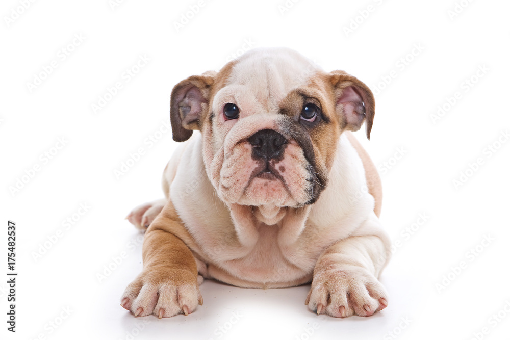 Cute english bulldog puppy (isolated on white)