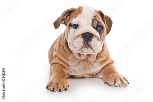 Cute english bulldog puppy  isolated on white 