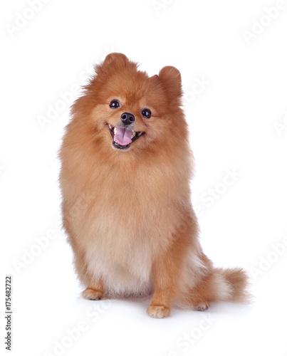 little red dog lying on a white background