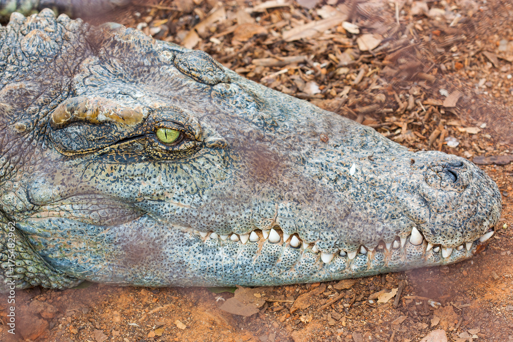 Fototapeta premium Closeup of crocodile sleeping and waiting for food