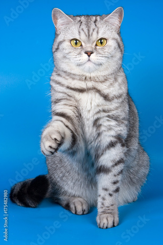 Fluffy kitten of a British cat on a blue background © Dixi_