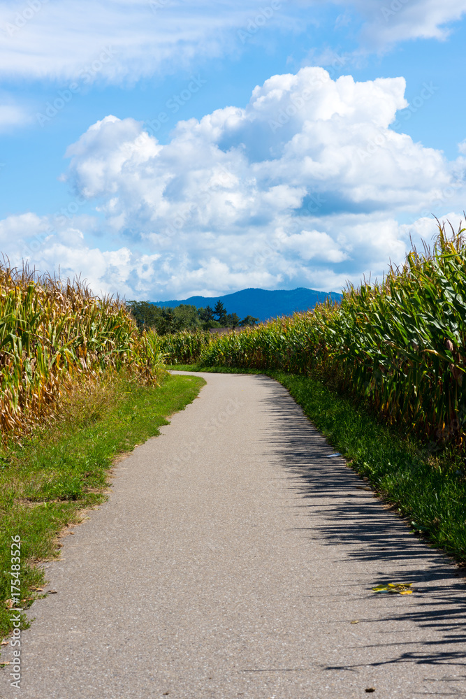 Landschaft mit einem Weg inmitten von Maisfeldern vor blauem Himmel mit Wolken und dem Breisgau im Hintergrund.