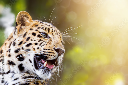 Leopard in sunlight