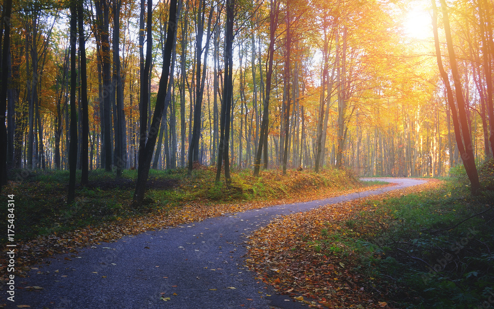 Autumn road in the colorful forest with sunlight