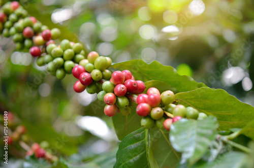 Red coffee beans on a branch of coffee tree