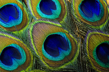 Handdoek met foto Texturen Pauwenveren macro levendige kleuren  © Tammy J Kelly