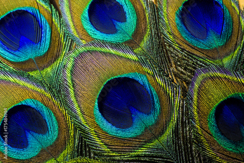 Luminous Peacock Feathers.  This is a macro photo of an arrangement of colorful and vibrant peacock feathers.