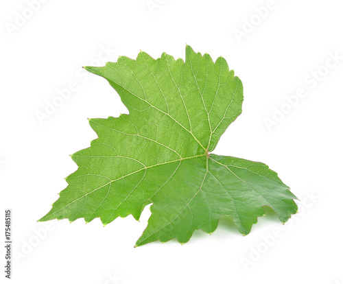 Grape leaf on white background.