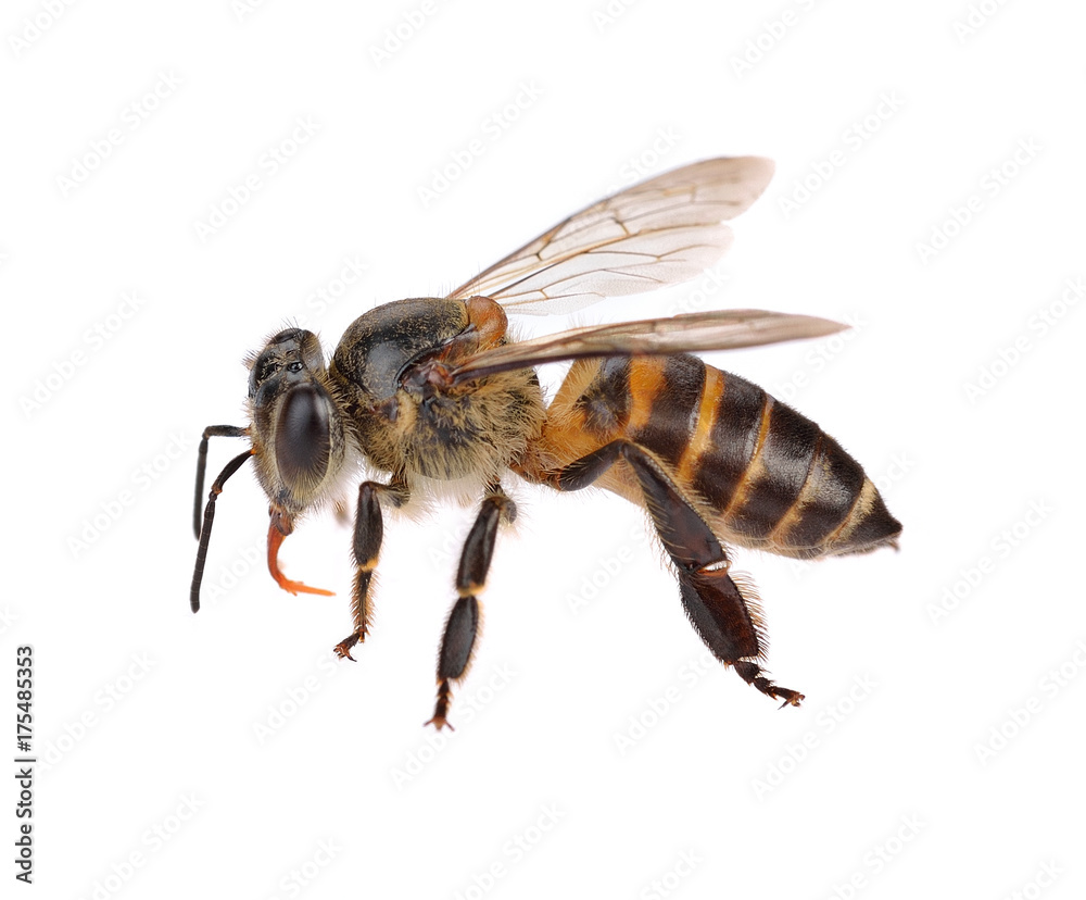 bee isolated on white background bee isolated on white background