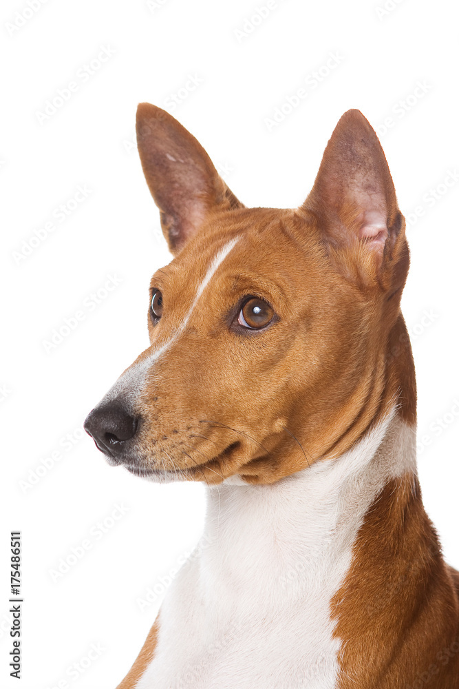 Puppy Basenji portrait (isolated on white)