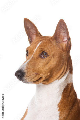 Puppy Basenji portrait (isolated on white) © Dixi_