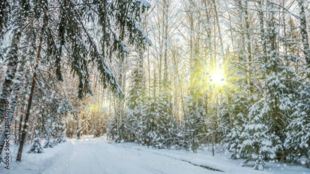 number 2017 Falling snow in the winter forest, CINEMAGRAPH, loop, 1080p number 2017 Falling snow in the winter forest, CINEMAGRAPH, loop, 1080p