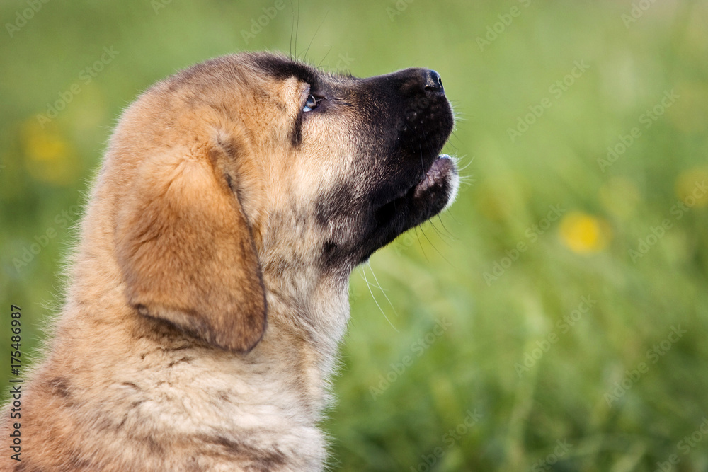 Puppy Spanish mastiff dog in summer on grass (isolated on white) Puppy Spanish mastiff dog in summer on grass (isolated on white)