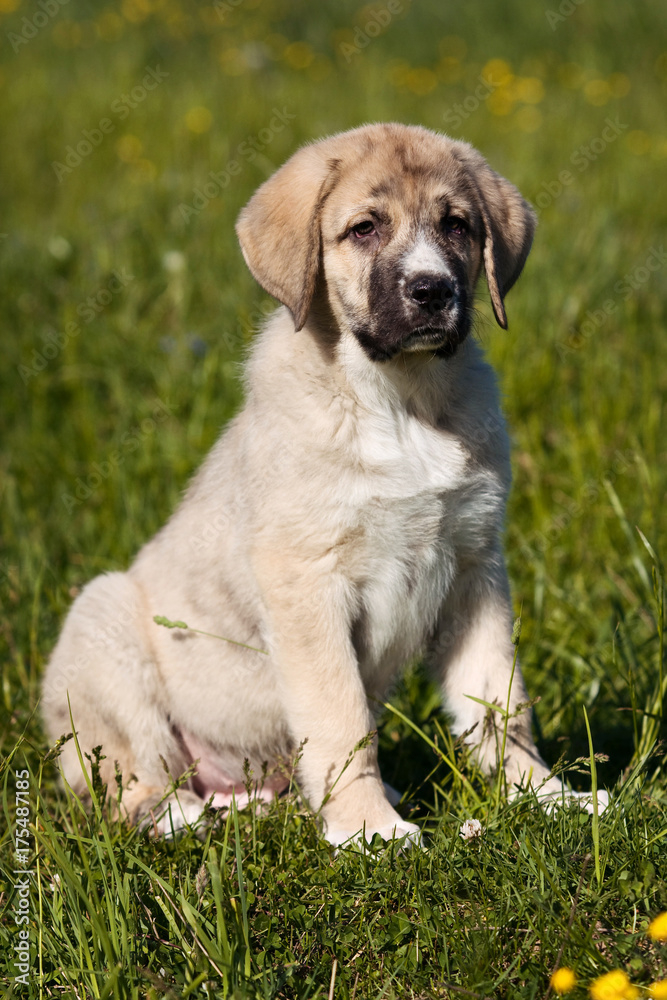 Puppy Spanish mastiff dog in summer on grass (isolated on white) Puppy Spanish mastiff dog in summer on grass (isolated on white)