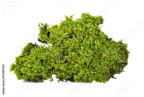 Green moss  on a white background